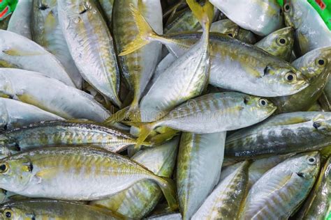 Short mackerel .
